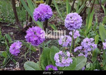 Primula denticulata, pilon bleu Primrose bleu - tête de fleur sphérique violette de rosette de feuilles basale, avril, Angleterre, Royaume-Uni Banque D'Images