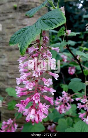 Ribes sanguineum ‘King Edward VII’ groseille à fleurs rouges Roi Edward VII – fleurs tubulaires rose foncé avec pétales rose clair dans des ratons laveurs amples, avril, Banque D'Images