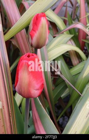 Tulipa ‘Mayflower’ unique fin 5 tulipe de Mayflower - fleurs de chamois, larges bords rouges, flamme vert pâle, avril, Angleterre, ROYAUME-UNI Banque D'Images