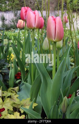 Tulipa ‘Pink impression’ hybride Darwin 4 Pink impression tulipe - fleurs roses profondes, larges bords roses pâle, avril, Angleterre, Royaume-Uni Banque D'Images