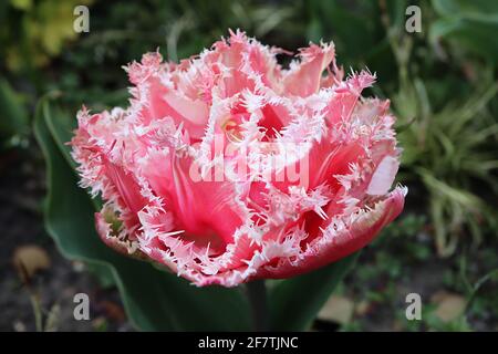 Tulipa ‘Queensland’ Fringed 7 Queensland tulipe - bonbons fleurs roses, franges blanches, avril, Angleterre, Royaume-Uni Banque D'Images