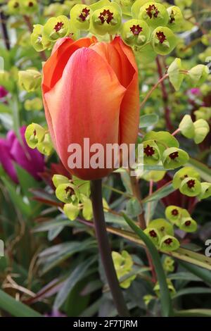 Tulipa ‘Lighting Sun’ Darwin hybride 4 Lighting Sun tulipe - corail fleurs rouges, bords orange, tige pourpre, avril, Angleterre, ROYAUME-UNI Banque D'Images