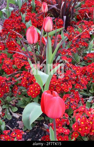 Tulipa ‘impression rouge’ hybride Darwin 4 tulipe d’impression rouge – grandes fleurs roses, bords rouges écarlate, avril, Angleterre, Royaume-Uni Banque D'Images