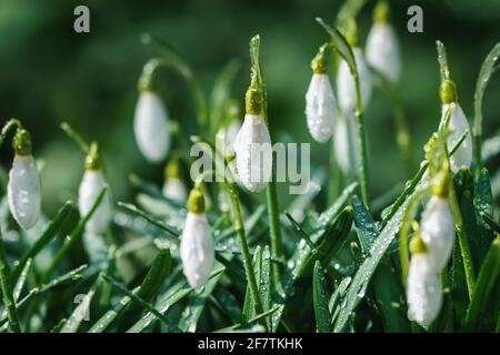 Snowdrops blancs dans les gouttes de rosée dans la forêt de printemps - Galanthus boutons nivalis gros plan Banque D'Images