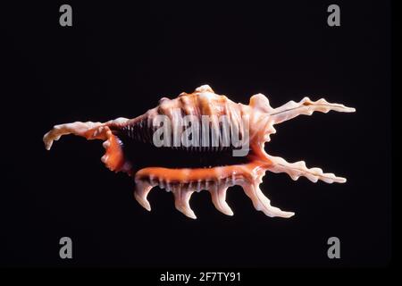 Scorpion Conch Shell, Lambis scorpius, est l'un des grands conchs d'araignée et se trouve dans l'Indo-Pacifique et aux Philippines. Banque D'Images