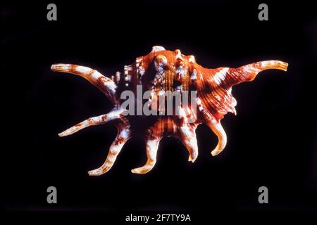 Orange Spider Conch Shell, Lambis crocata, est un grand conchs d'araignée trouvé dans l'océan Indien autour du bassin de Mascarene. Banque D'Images