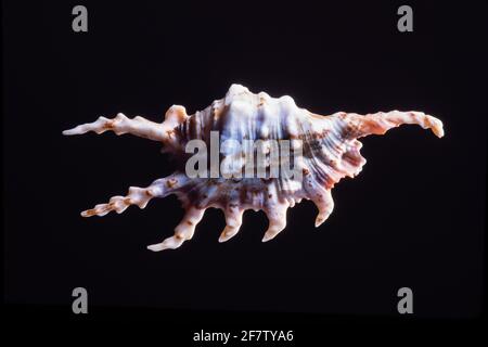 Scorpion Conch Shell, Lambis scorpius, est l'un des grands conchs d'araignée et se trouve dans l'Indo-Pacifique et aux Philippines. Banque D'Images
