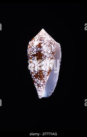 Le cône textile, Conus textile, est un escargot de mer venimeux trouvé dans la mer Rouge et l'Indo-Pacifique tropical, y compris Hawaï. Ce cône est responsable f Banque D'Images