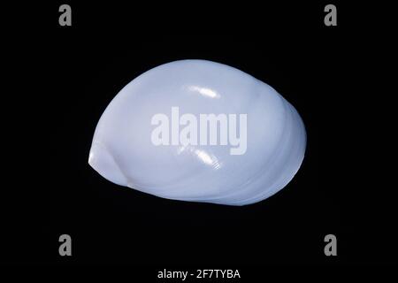 White Moon Shell, Polinices Mammilla, un escargot de mer prédateur trouvé dans la mer Rouge, l'Indo-Pacifique et le Pacifique occidental au large de l'Australie. Banque D'Images