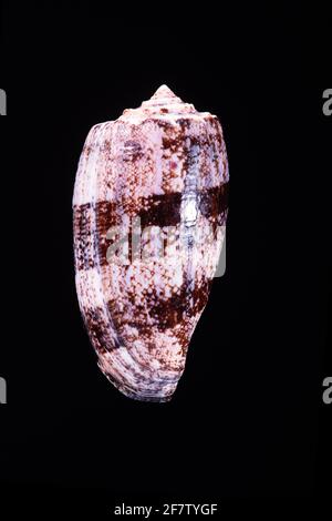 Le cône de géographie, Conus geographus, est un escargot de mer venimeux présent dans les récifs coralliens de la région de la mer Rouge et de l'Indo-Pacifique. Il est responsable d'un nu Banque D'Images