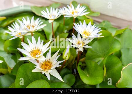 Lotus d'eau blanche dans l'eau avec feuille de purée. Banque D'Images