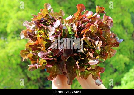 Bouquet de lettres de chêne rouge dans les mains avec vert flou Feuillage en arrière-plan Banque D'Images