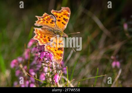 Gros plan d'un papillon Nymphalidae assis sur le violet Erica darleyensis fleur Banque D'Images