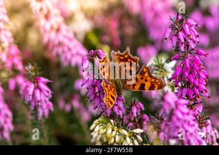 Gros plan d'un papillon Nymphalidae assis sur le violet Erica darleyensis fleur Banque D'Images