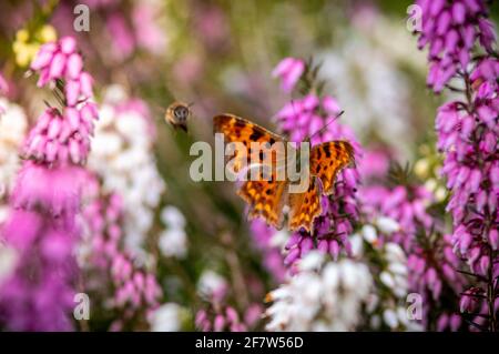 Gros plan d'un papillon Nymphalidae assis sur le violet Erica darleyensis fleur Banque D'Images