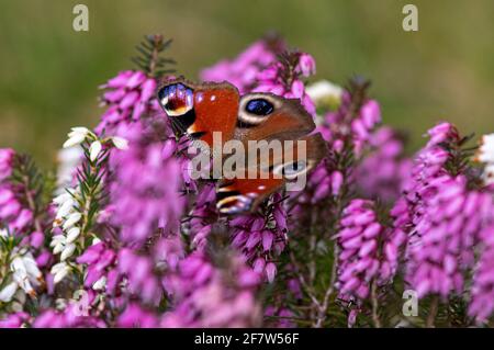 Papillon de l'oeil de paon assis sur le violet Erica darleyensis fleur Banque D'Images