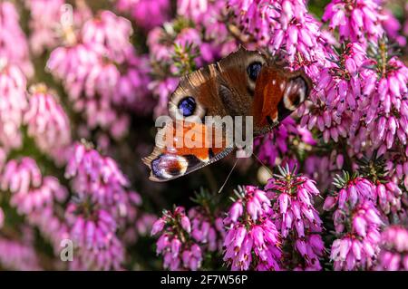 Papillon de l'oeil de paon assis sur le violet Erica darleyensis fleur Banque D'Images