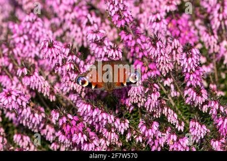 Papillon de l'oeil de paon assis sur le violet Erica darleyensis fleur Banque D'Images