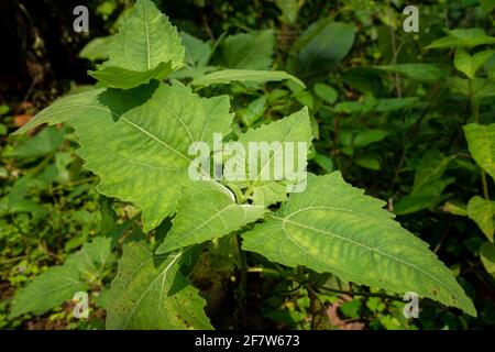 Sigesbeckia orientalis, communément appelé adventice indienne ou millepertuis commun, est une espèce de plante à fleurs de la famille des Asteraceae. Banque D'Images