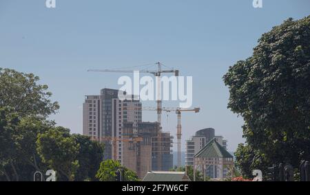 Construction de grands bâtiments avec grues à travers les arbres Banque D'Images