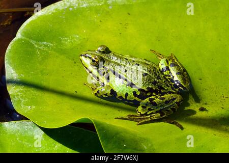 Grenouille de marais, Pelophylax ridibundus gros plan sur la peau verte Banque D'Images