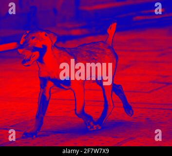 Portraits de chiens. Analyse de la température corporelle de l'animal à l'aide d'une caméra infrarouge Banque D'Images