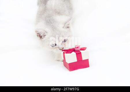Petit chaton britannique blanc avec une boîte cadeau rouge sur une couverture blanche. Drôle d'animal curieux. Copier l'espace. Banque D'Images