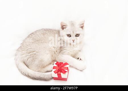Petit chaton britannique blanc avec une boîte cadeau rouge sur une couverture blanche. Drôle d'animal curieux. Copier l'espace. Banque D'Images