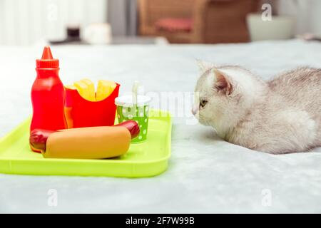 Le chaton blanc repose sur le lit. À côté de lui sur un plateau est jouet nourriture en plastique - hot dog, frites, verre, ketchup. Concept de style de vie médiocre - immobilité et Banque D'Images