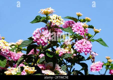 Arbuste à fleurs Lantana camara Banque D'Images