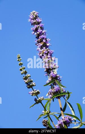 Le gattilier, Vitex agnus-castus Banque D'Images