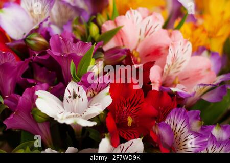 Magnifique arrière-plan fleuri en alstroemeria. Les fleurs d'Alstroemeria sont colorées. Violet, rouge, jaune, rose lys péruviens. Banque D'Images