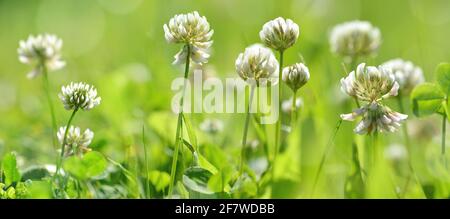 Fleurs de trèfle blanc ( Trifolium repens ) dans l'herbe verte. Printemps ou été nature fond. Banque D'Images