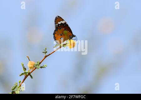 papillon commun de tigre Banque D'Images