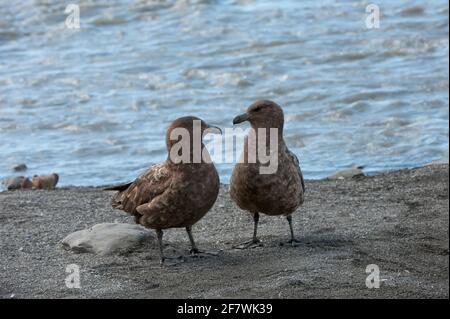 Brown labbes (Stercorarius antarcticus), St Andrews Bay, South Georgia Island Banque D'Images