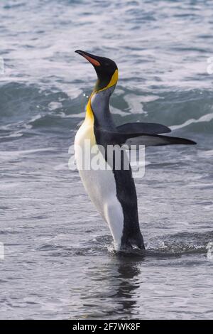 King Penguin (Aptenodytes patagonicus) en sortant de l'eau, plaine de Salisbury, île de Géorgie du Sud, Antarctique Banque D'Images