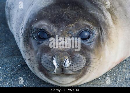 Jeune phoque de l'éléphant du Sud (Mirounga leonina), Portrait, Baie de la Baleine droite, Île de Géorgie du Sud, Antarctique Banque D'Images