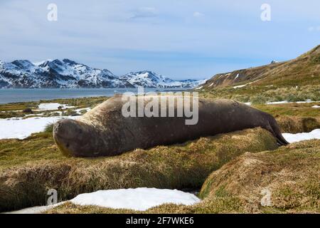 Phoque du Sud de l'éléphant (Mirounga leonina) reposant sur l'herbe, l'anse du Roi Edward, Grytviken, la Géorgie du Sud, la Géorgie du Sud et les îles Sandwich, an Banque D'Images