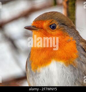 Gros plan Robin (erithacus rubéole) en hiver Banque D'Images