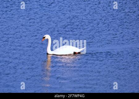 Cygnes: Cygnes blanc muet (cygnus olor) nageant sur un lac à Woburn, Bedfordshire, Angleterre, janvier 2021 Banque D'Images