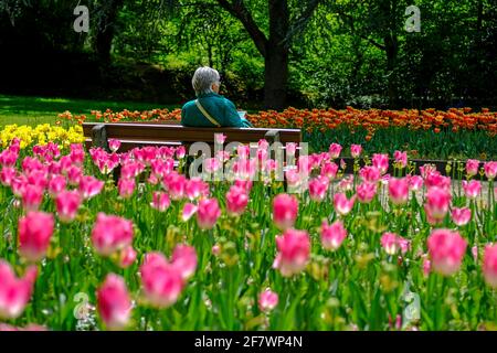 30.04.2020, Essen, Ruhrgebiet, Nordrhein-Westfalen, Deutschland - Eine Frau sitzt allein auf einer Bank zwischen Tulpenbeeten im Gruga-Park à Essen u Banque D'Images