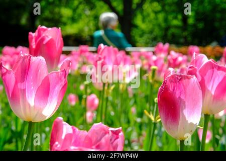 30.04.2020, Essen, Ruhrgebiet, Nordrhein-Westfalen, Deutschland - Eine Frau sitzt allein auf einer Bank zwischen Tulpenbeeten im Gruga-Park à Essen u Banque D'Images