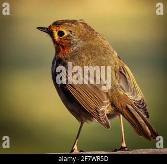 Profil de Robin (erithacus rubéole) en hiver Banque D'Images