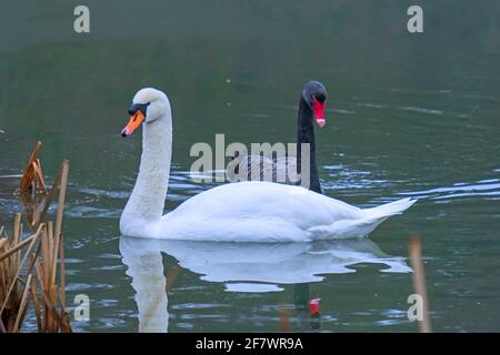 Les Cygnes noirs et blancs apprécient les uns les autres tout en nageant sur un lac de parc de campagne anglais. Woburn, Angleterre. Banque D'Images