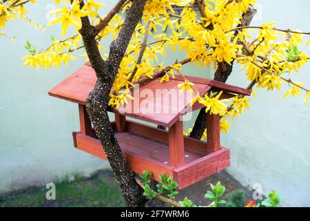 Table d'oiseaux en bois jardin mangeoire d'oiseaux placée dans des branches Forsythia x Intermedia Yellow Blossoms nettoyé mangeoire d'oiseaux après l'hiver Banque D'Images