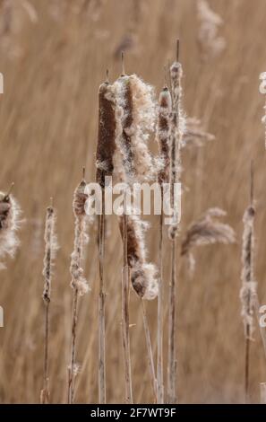 Des têtes de taureaux ordinaires, le Typha latifolia, libérant leurs graines à la fin de l'hiver. Banque D'Images