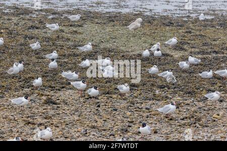 Troupeau de goélands méditerranéens, Ichthyaetus melanocephalus, à marée basse, plage de Chesil, Dorset. Banque D'Images