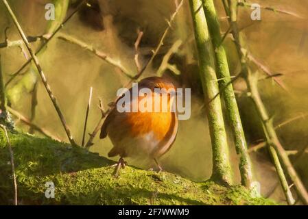 Peinture numérique d'un rouge-gorge européen, erithacus rubecula dans un habitat naturel de bois britannique. Banque D'Images