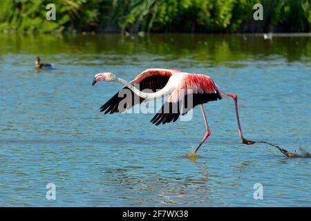 Flamingo qui s'étend sur l'eau (Phoenicopterus ruber) avant de partir en Camargue est une région naturelle située au sud d'Arles, France Banque D'Images