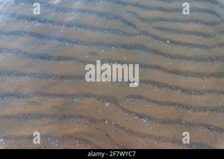 fond sablonneux dans l'eau de mer cristalline. Arrière-plan. Texture du fond marin lors d'une journée ensoleillée Banque D'Images